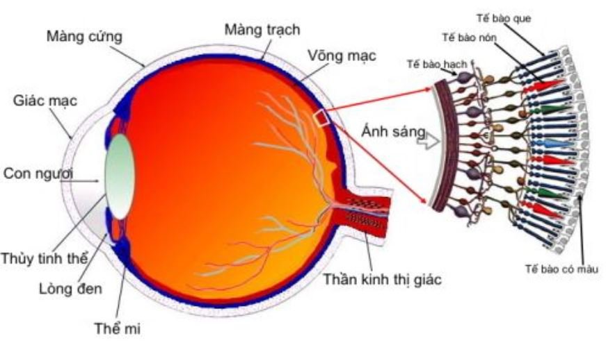 Lớp tế bào biểu mô sắc tố võng mạc