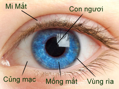 mong_mat